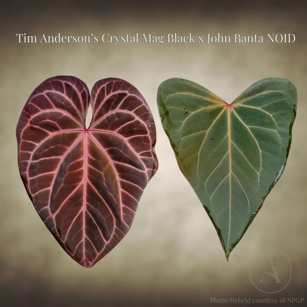 Anthurium Tim Anderson's Crystal Magnificum Black X John Banta