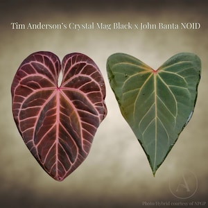 May include: Two heart-shaped leaves are displayed, one a deep burgundy with pink veins, the other a vibrant green with yellow veins. The text "Tim Anderson's Crystal Mag Black x John Banta NOID" is at the top. The bottom right corner has the text "Photo/Hybrid courtesy of NPGP".