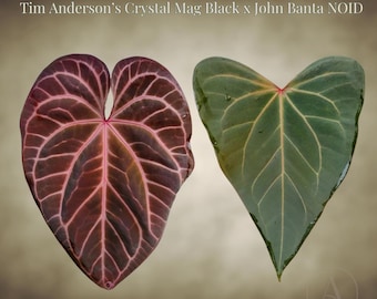 Anthurium Tim Anderson's Crystal Magnificum Black x John Banta NOID