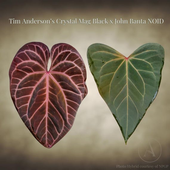 Anthurium Tim Anderson's Crystal Magnificum Black X John Banta