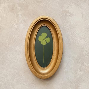 Fyrklöver i en guldfärgad oval ram, lyckobringare, botanisk väggdekoration