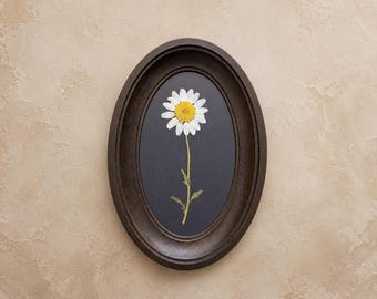 3 x 5" ovale lijst met echte madeliefje | Geperste bloem | Botanische wanddecoratie | Minimalistische handgemaakte kunst