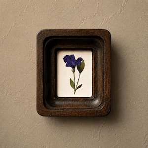 May include: A small, square, dark wood frame with a pressed blue flower on a white background. The flower has a green stem and leaves. The frame is mounted on a neutral-toned wall.