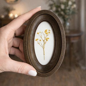 Könnte beinhalten: Ovaler Holzrahmen in Dunkelbraun mit einer gepressten gelben Blume auf weißem Hintergrund. Der Rahmen wird von einer Hand gehalten. Die Blume hat zarte Stiele und kleine, geclusterte Blüten. Der Hintergrund ist unscharf.