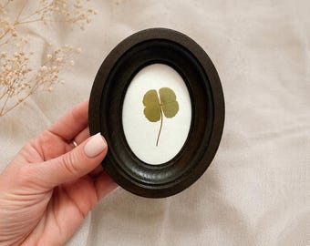 Gedroogde klaver in een ovaal kader van 2 x 3 inch, miniatuur botanische kunst, natuurlijk herbarium, wanddecoratie