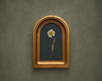 Geperste madeliefje in een gebogen lijst van 3 x 5 inch met gouden afwerking, gedroogde bloem, handgemaakt, wanddecoratie