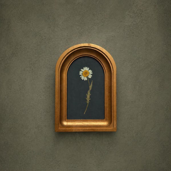 Pressed Daisy in a 3x5-inch Arched Frame with Gold Finish, Dried Flower, Handcrafted, Wall Hanging