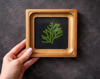 Pressed Fern in a 4x4-inch Frame, Herbarium, Botanical Decor, Framed Dried Flowers, Gift for Her