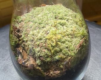 Terrario elegante con musgo de cojín de alfiletero preservado
