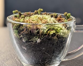 Miniatur Teetasse Terrarium