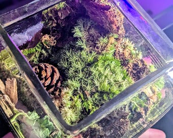 Terrario de la colección Timeless Glass Farm, musgo de plumas preservado