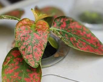 Hypoestes phyllostachya (lunares) Iniciador