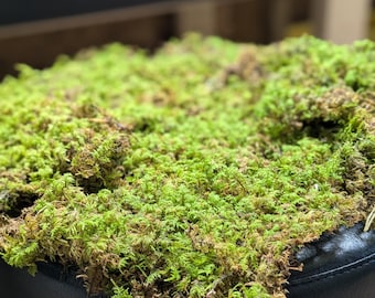 Musgo preservado para terrarios y manualidades con temática de bosque