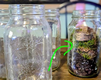 Kit de bricolaje (x3) para crear un terrario forestal inspirado en Adirondack, un ecosistema autosostenible