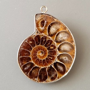 1pc-Fossil Ammonite gemstone Pendant, unique Ammonite pendant 44mmX32mm