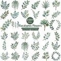 100+ Eucalyptus Clipart PNG Bundle, Watercolor Green Leaves, Eucalyptus Wreath Border, Botanical Bouquet, Baby Shower & Wedding Clipart product logo