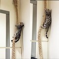 Cat Climbing Rope – Natural Sisal, Ceiling/Wall Mount Kit Included, Indoor Cat Exercise, Pairs with Cat Wall Shelves product logo