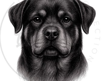 Może przedstawiać: Szczegółowy rysunek ołówkiem głowy psa rasy Rottweiler, ukazujący jego czarne i brązowe futro. Grafika oddaje skupione spojrzenie psa i fakturę jego sierści, na białym tle. Słowa "CREATIVE COLLECTION" są w półkolu nad głową psa.