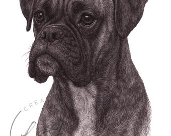 May include: A detailed black and white drawing of a Boxer dog's head and upper chest. The dog has a wrinkled face, floppy ears, and a white patch on its chest. The word "CREA" is partially visible in the lower left corner.
