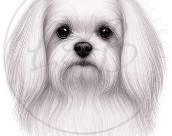 May include: A pencil sketch of a Maltese dog's head, with long, flowing white fur and dark eyes. The drawing highlights the dog's gentle expression and soft features. The text "CREATIVE COLLECTION" is in a circular pattern around the dog.