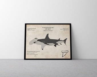 Hammerhead Shark Art Print, Scientific Illustration Poster