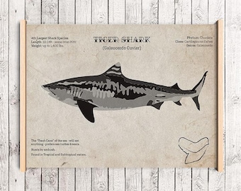 Tigerhai Kunstdruck, Wissenschaftliche Illustration