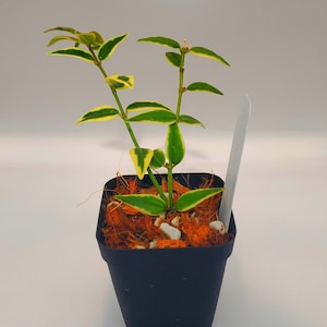 May include: A small potted plant with green and yellow variegated leaves. The plant is in a square black pot filled with orange mulch and small white stones. A white plant tag is inserted into the soil.