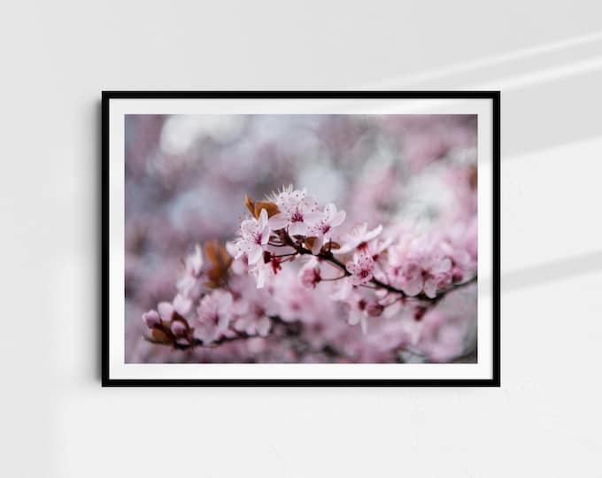 Between Blossom and Dream - Fine Art Print A4 | Nature Photography on Hahnemühle Paper | Art Print Wall Art