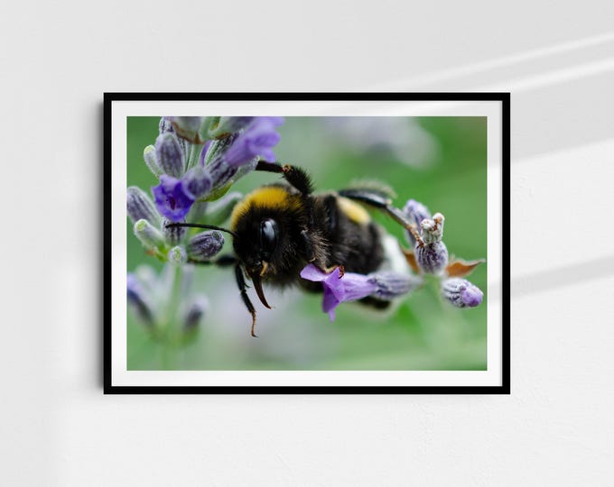 At eye level - Fine art print A4 | Nature photography on Hahnemühle paper | Art print wall art