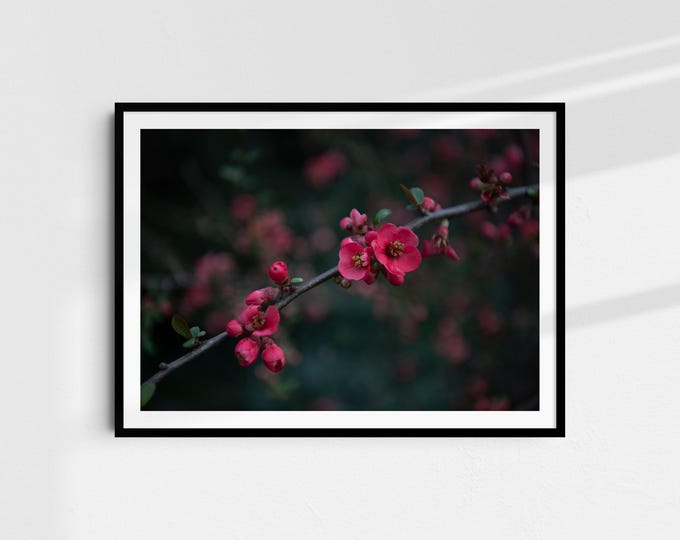 Light and Shadow - Fine Art Print A4 | Nature Photography on Hahnemühle Paper | Art Print Wall Art