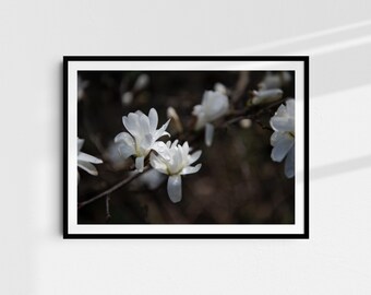 Blossom Moment - Fine Art Print A4 | Nature photography on Hahnemühle paper | Art print wall art