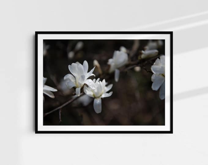 Blossom Moment - Fine Art Print A4 | Nature photography on Hahnemühle paper | Art print wall art