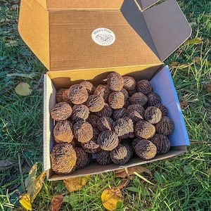 May include: An open cardboard box filled with numerous brown walnuts, resting on a bed of green grass. The box has a white sticker that reads "Mike's Nuts". The walnuts have a textured, rough surface.
