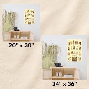 May include: A cream-colored poster titled Ursidae Relations featuring various bear illustrations and a large bear face at the bottom. The image displays two size options labeled 20 inches by 30 inches and 24 inches by 36 inches, shown above wooden cabinets.