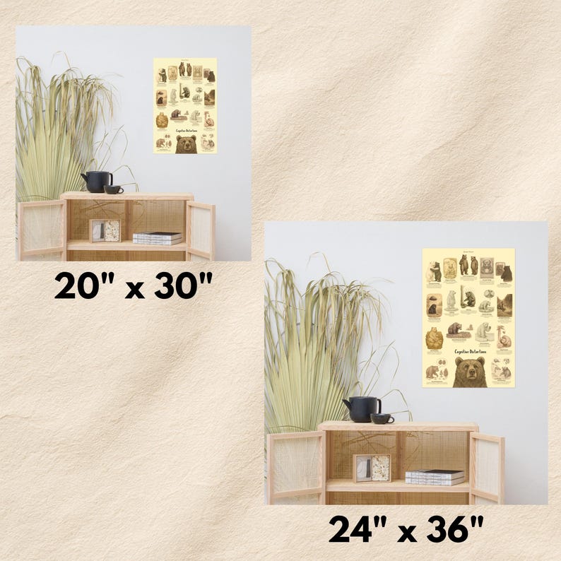 May include: A cream-colored poster titled Ursidae Relations featuring various bear illustrations and a large bear face at the bottom. The image displays two size options labeled 20 inches by 30 inches and 24 inches by 36 inches, shown above wooden cabinets.