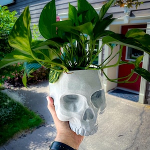 May include: A gray skull-shaped planter holds a vibrant green plant with yellow-green variegated leaves. The planter is held in a hand, with a black watch visible on the wrist. The background shows a house with a red door.