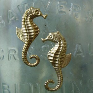 Bottle Nosed Seahorse  (2 pair)
