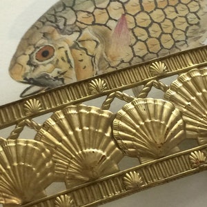 RARE Scallop Shell Banding 1 foot image 1