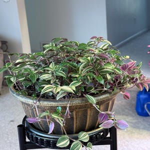 May include: A lush, green and purple Wandering Jew plant in a decorative, brown, textured pot. The plant is overflowing, with trailing stems and variegated leaves. The pot sits on a black metal plant stand, creating a vibrant display.