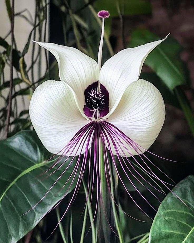 Tacca integrifolia - Etsy 日本