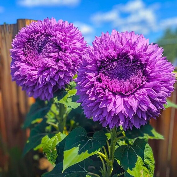 50x Enchanting Giant Teddy Bear Sunflower Seeds – Purple & Yellow – USA Grown