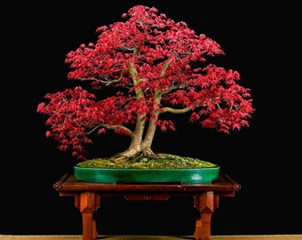 Bonsai Indoor Flammenbaum, SELTENE Rote PRACHTBLTE, Exotische Pflanze, 5  Samen Bonsai Juniperus