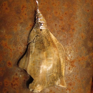 Può includere: Un ciondolo a forma di conchiglia con un avvolgimento di filo d'argento e perline d'argento. La conchiglia è di colore marrone chiaro con una forma naturale e organica.