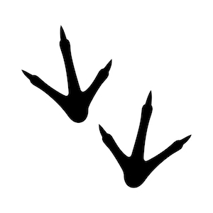 May include: Two black bird footprints on a white background. Each footprint has three toes pointing forward and one toe pointing backward. The footprints are a simple, graphic design.