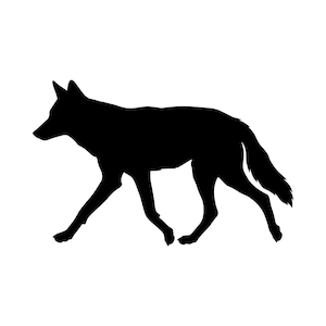 May include: A black silhouette of a coyote in a walking pose. The coyote is depicted in profile, with its head and tail raised. The image is a simple, graphic representation of the animal.