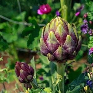 May include: Close-up of two artichokes in a garden setting. The larger artichoke is a vibrant purple with green-tipped leaves, while the smaller one is a deep purple. Green foliage and colorful flowers provide a natural backdrop.