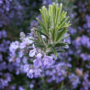 May include: Close-up of a rosemary plant with small, light purple flowers in full bloom. The green leaves and stems are in sharp focus against a blurred background of more purple flowers, showcasing the plant's natural beauty.