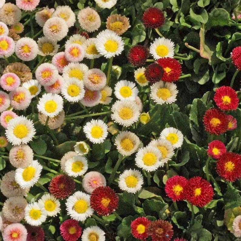 Deep Raspberry Daisies 3000 English Daisy Wildflower Seeds | Bellis Perennis Perennial Lawn ...
