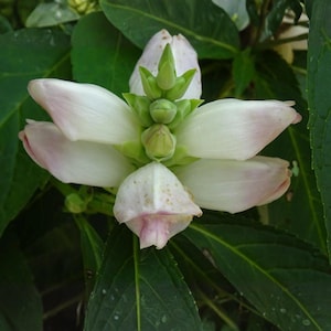 Pode incluir: Close-up de uma flor branca com bordas rosa pálido e centro verde. A flor tem múltiplas pétalas e é cercada por folhas verdes. As pétalas são ligeiramente curvas e a forma geral é simétrica.