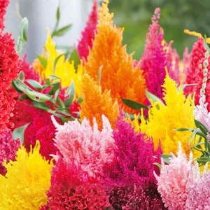 Pampas plume celosia - Etsy 日本